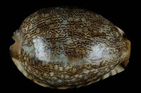 藏品(阿拉伯寶螺)的圖片